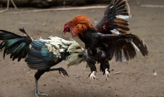 Hãy chú ý tới gà mìn